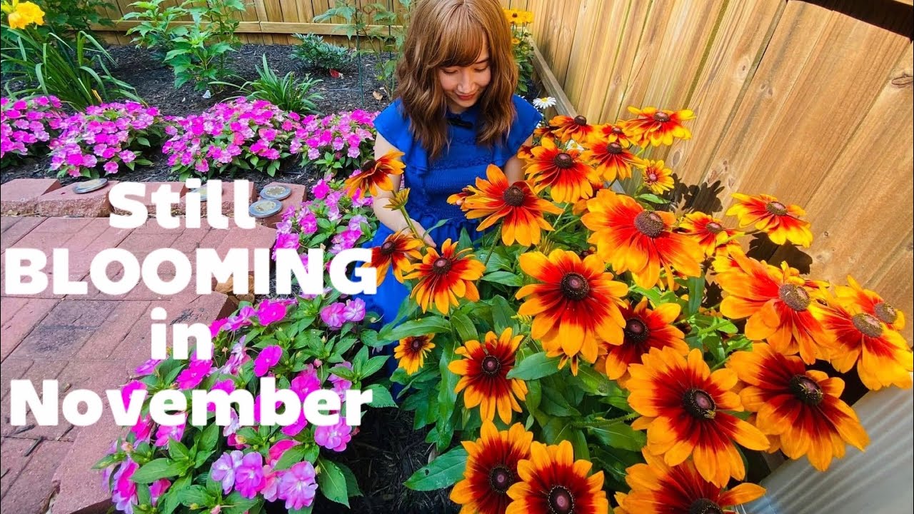 Best Perennial bloom from spring through fall, come back years after years, great cut flower garden