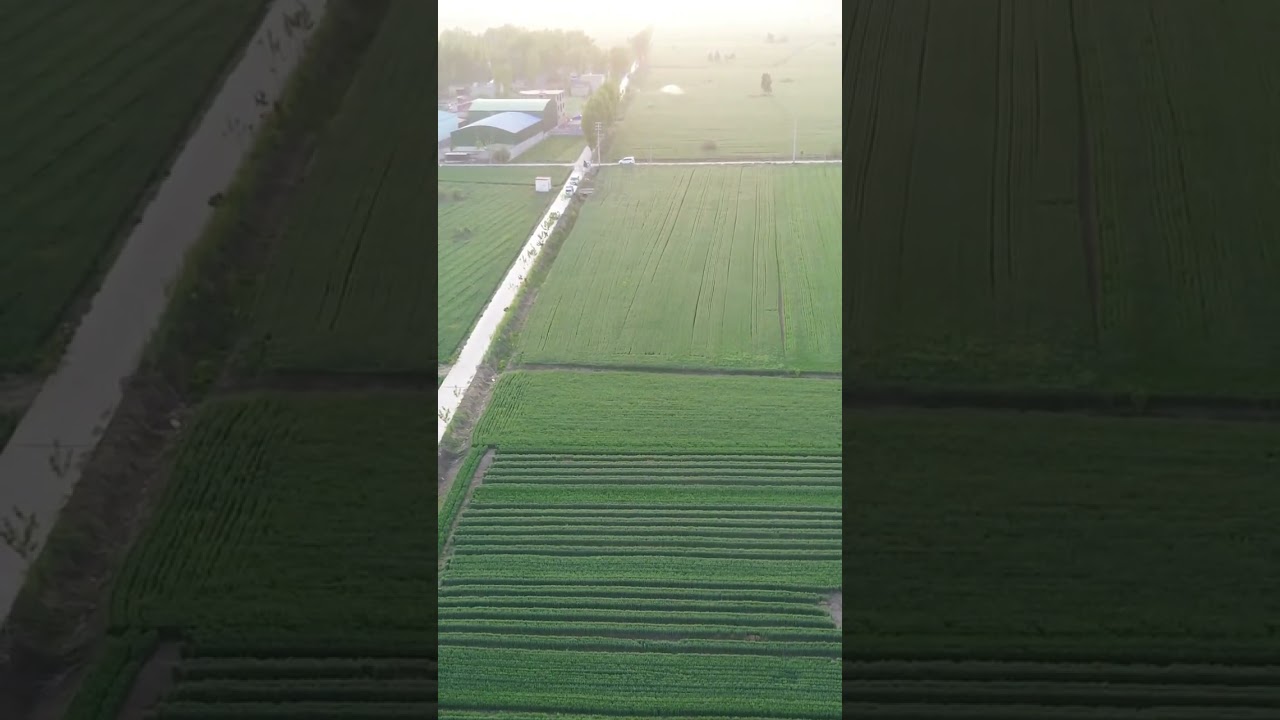 Wheat field at golden sunset