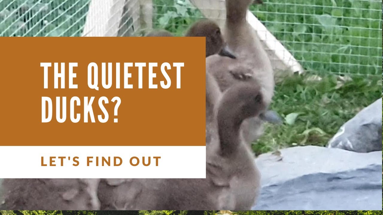 The quietest Ducks to keep? YouTube