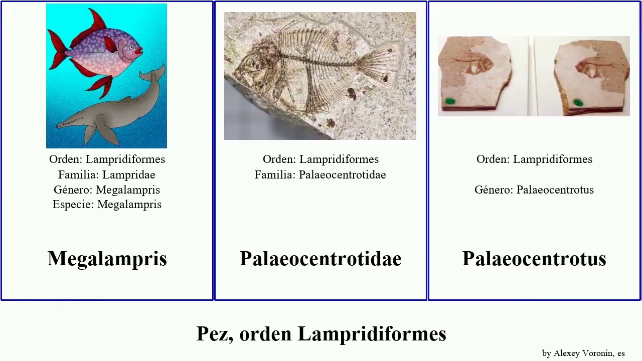Pez, orden Lampridiformes fish elegans Busy Palaeocentrotus Trachipteridae Veliferidae Listoncillo