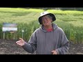 Field day at the U of A wheat breeding program (1 of 3)