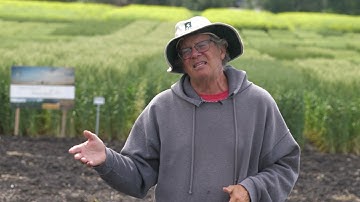 Field day at the U of A wheat breeding program (1 of 3)