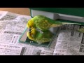 おしゃべりインコのピッピがテコテコッと足音がかわいい！
