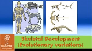Comparative Skeleton In Animals - Evolutionary Trends In Skeletal System Development