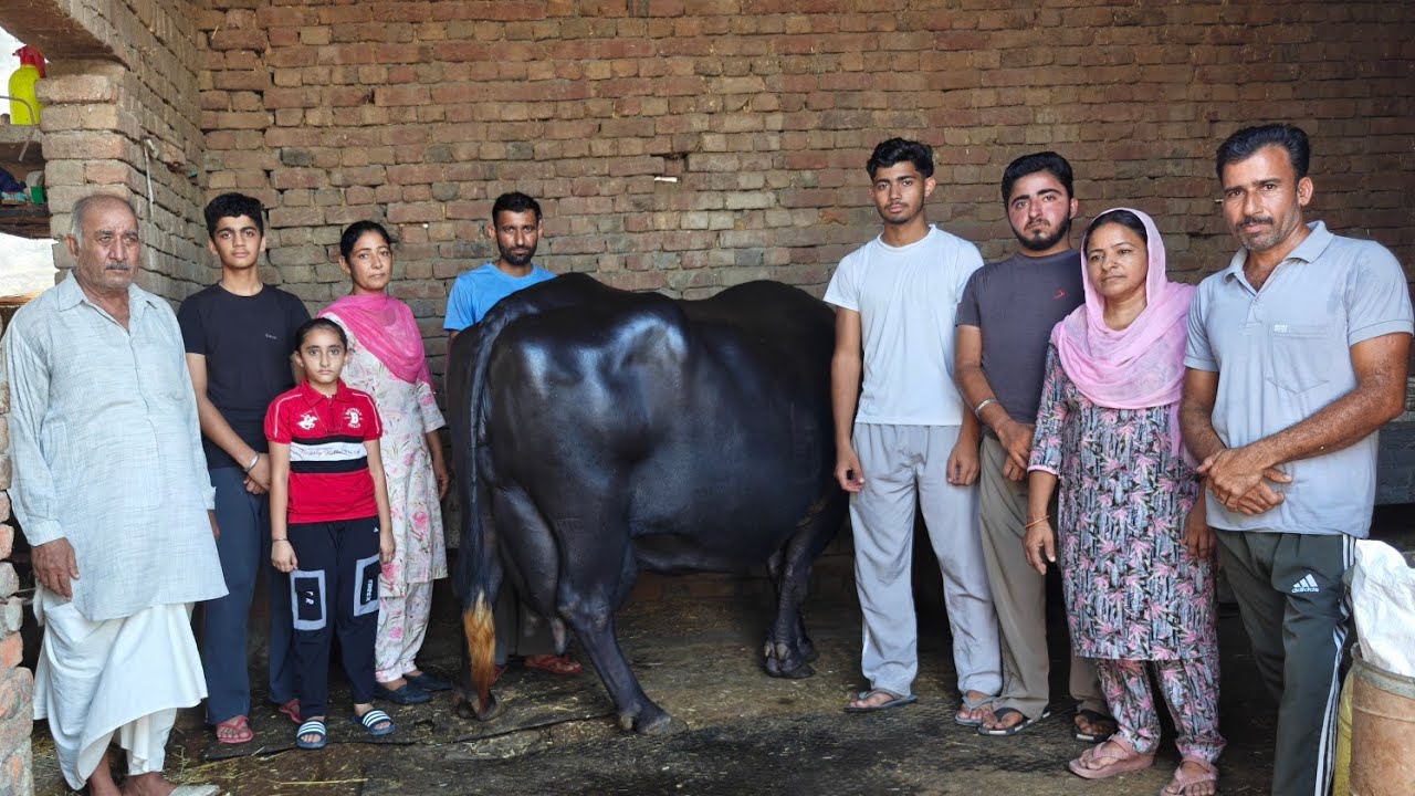 ਮੱਝਾਂ ਇਹਨਾਂ ਵਰਗੀਆਂ ਕਿਸੇ ਕਿਸੇ ਘਰ ਈ ਹੋਣਗੀਆਂ, ਇੱਕ ਮੱਝ ਵਿਕਾਊ, One Buffalo for Sale 