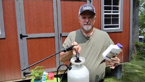 How to Stop Tomato Blossom End Rot and Other Tomato Growing Tips
