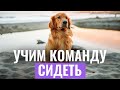 Как выучить с собакой команду "Сидеть"?