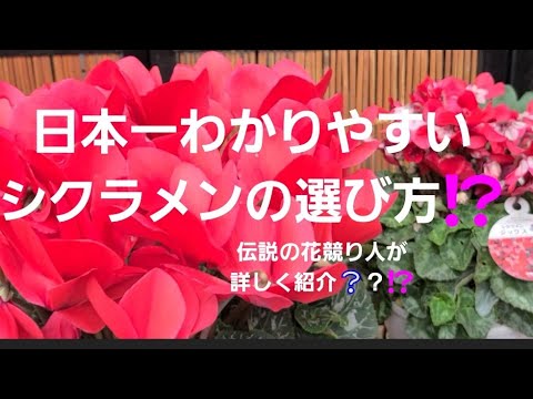 日本一わかりやすいシクラメンの選び方⁉️最新のシクラメンやギフト