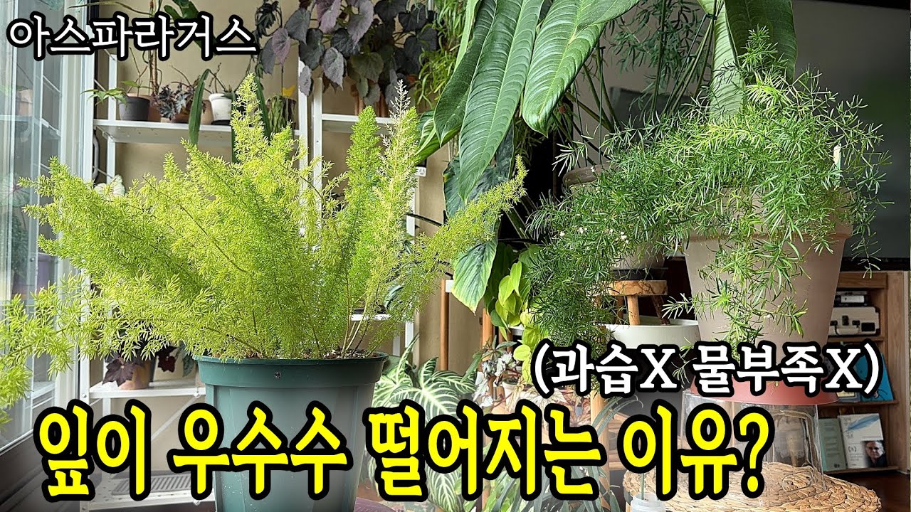 겉흙 마르면 물 줬는데 왜 죽어요? 😱 아스파라거스 잎이 우수수 떨어지는 이유? (과습X 물부족X) 황변잎 특급 해결법! 아스파라거스 키우기 3편