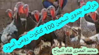 دراسه جدوى تسمين 100 كتكوت رومى اسود وحساب المكسب، محمد المصرى قناه النجاح