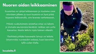 Nuoren Kuusiaidan Leikkuu