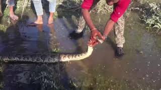 A 13-foot-long python rescued from waste pipe
