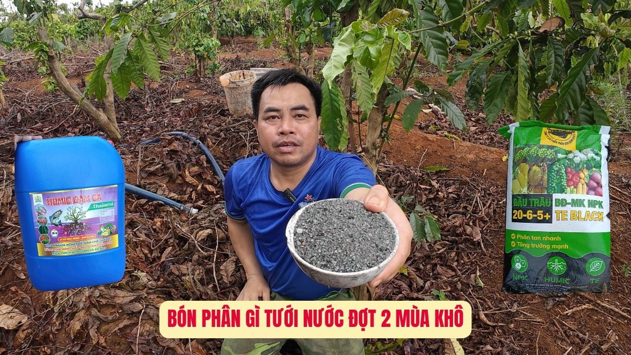 Bón phân gì đợt tưới nước lần 2 cho cà phê kinh doanh vào mùa khô