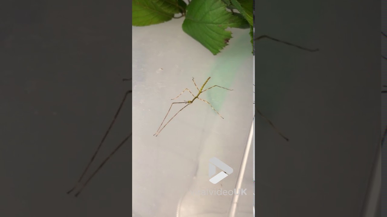 Dancing Stick Insect Viral Video UK YouTube