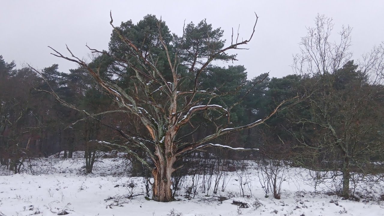 Winter Wonderland In The Snow January 2026 #deteut in #zonhoven