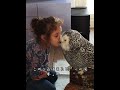 少女が家のシロフクロウにぴったりとキスの嵐 #忘れてはいけない #animals #自然