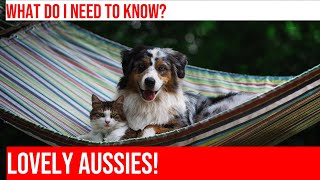 The Essential Guide to Raising an Australian Shepherd Puppy
