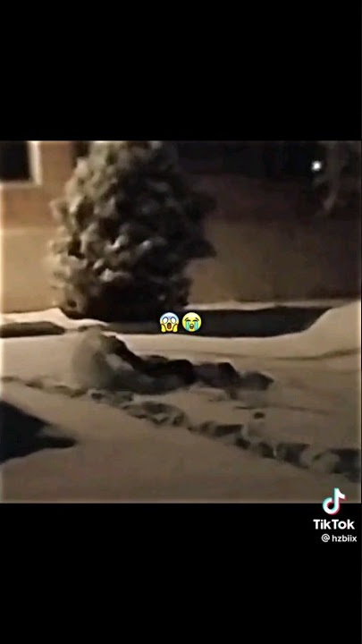 Momen ketika Serbian Dancing Lady gak fokus lihat jalannya dulu dan ending yang membagongkan🗿