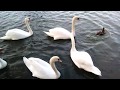 Лебеди //New Treiler # 2018 # video blog #  swan//музыкальный клип