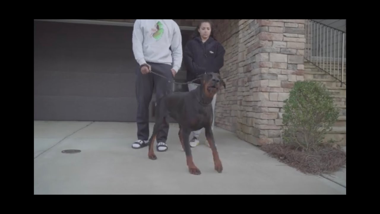 MANGO DOGS CHARLOTTE NC HUMAN AGGRESSIVE & DOG REACTIVE! YouTube