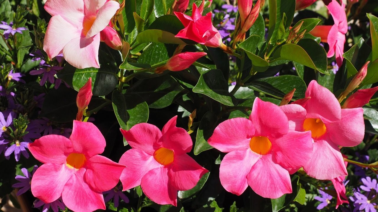 Amazing and most Beautiful Mandevilla Flowers | Brazilian jasmine - YouTube