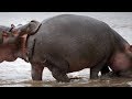SUPER HARD luaugh CHALLENGE that everyone FAILS - FUNNY WILD ANIMALS compilation