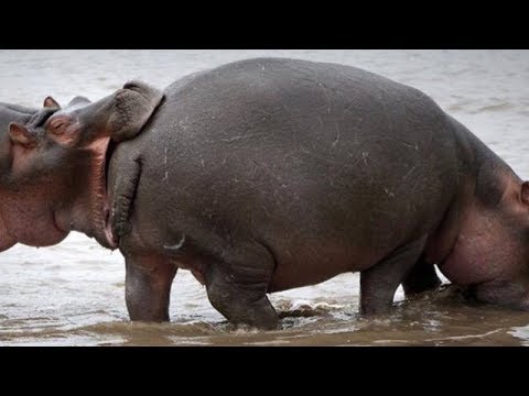 SUPER HARD luaugh CHALLENGE that everyone FAILS  FUNNY WILD ANIMALS compilation  YouTube