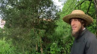 Titus Morris Climbs up a Cedar Tree to Rescue Smokey the Cat