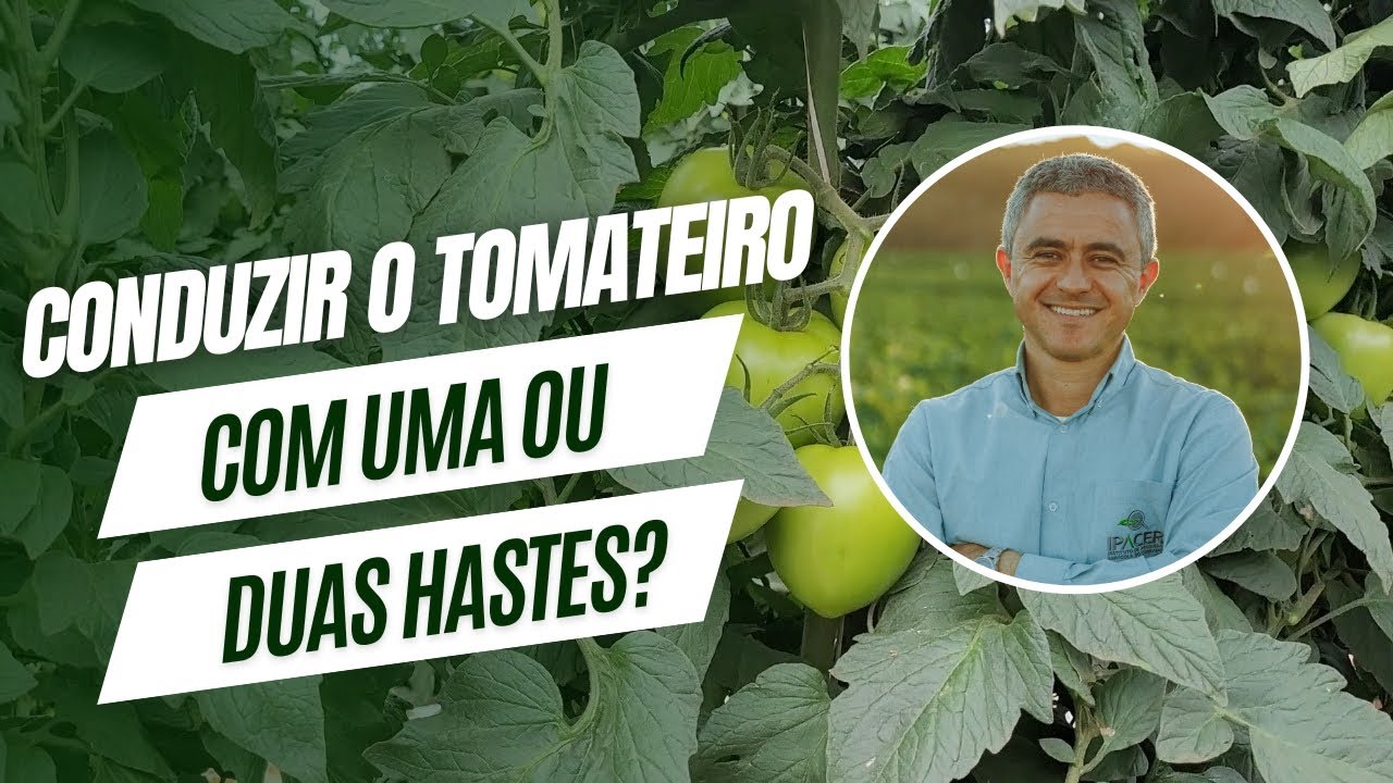 Conduzir o Tomateiro com uma ou duas hastes?