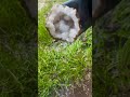 #shorts #minerales #asmr #satisfying #cleaning #crystals #geology