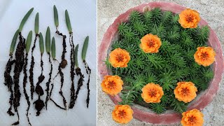 portulaca growing from leaves | portulaca growing tips| how to grow portulaca from leaves