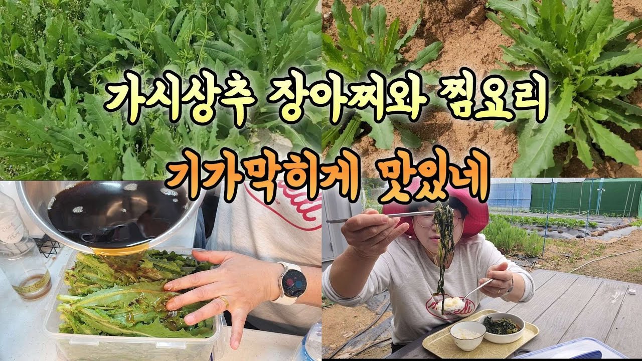 가시상추 막바지 활용한 장아찌와 찜요리 너무 맛있는 반찬