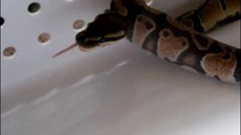 Best snake feeding video EVER.2.!!!(ball Python)