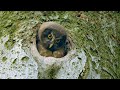 Juvenile boreal owl peeking out of the nest hole