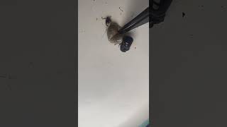 I Have Never Seen A Tick This Big Have You