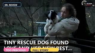 This Tiny Rescue Dog Found Love... And Her New Best Friend ❤️