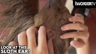 Super Cute Sloth Has Human Looking Ears