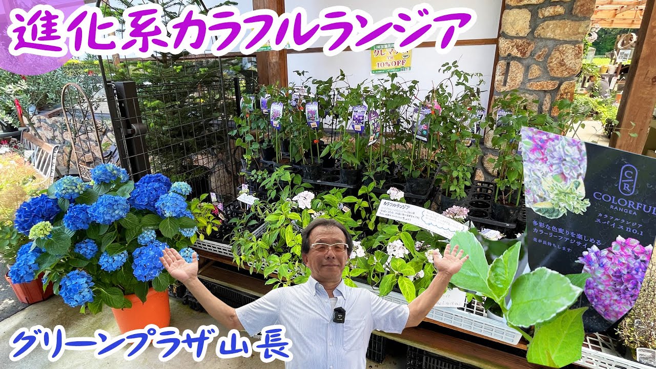 進化系アジサイ】数々の賞を受賞するアジサイ『カラフルランジア』は