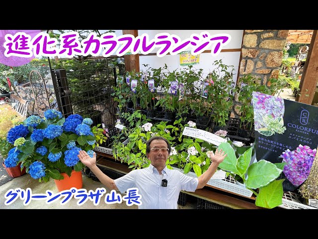 進化系アジサイ】数々の賞を受賞するアジサイ『カラフルランジア』は