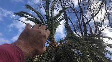 How NOT to Trim a Canary Palm