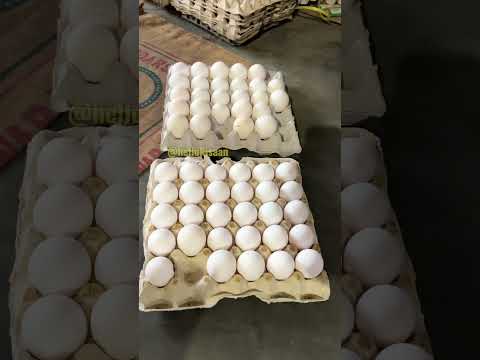 भाई - बहन ने कर डाली अजूबा मुर्गी पालन