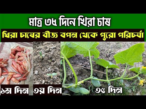 Cultivation Of Cucumber In Just 35 Days Complete Care Of Cucumber Cultivation From Seed Sowing How To Grow Cucumber