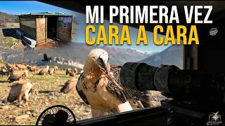 Primera Vez En Un Hide Fotográfico En Busca Del Quebrantahuesos