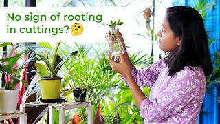 Reasons why cuttings fail?🤷🏻‍♀️ | Propagation tips for successful rooting😃