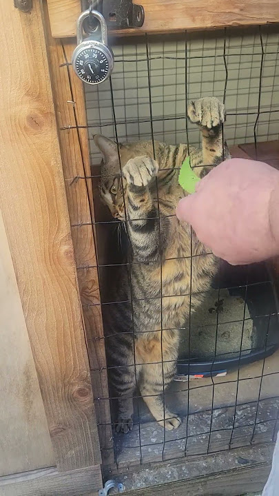This 30 Pounder! #cats #savannahcats