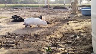 आज खोरगोश ko घर से बाहर हमारे खेत मे छोड़ा गया । Rebbit ko pet's kese banaye 😘#animals #pets #video screenshot 5