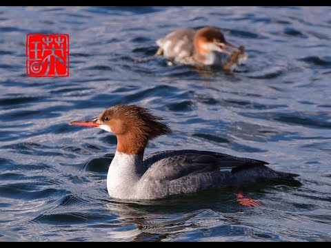 捕鱼能手~沙秋鸭（Hooded Merganser dive to catch fish at Pitt Lake in Pitt Meadows, BC）|| 4K Video