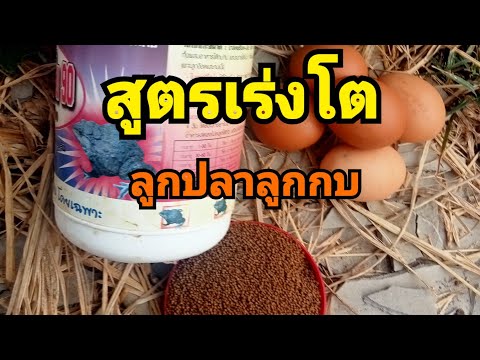 สูตรอาหารอนุบาลลูกปลาลูกกบ#สูตรเร่งโตฉับพลัน