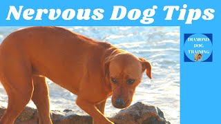 My Dog Pees When Hes Nervous To Be Touched Best Tips