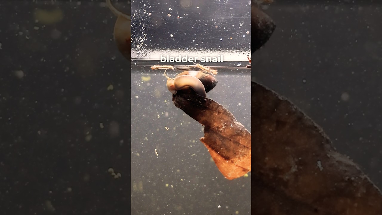 I made a mini-pond ecosystem!